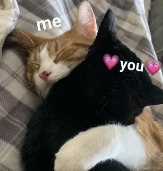 Nosotros como gatitos